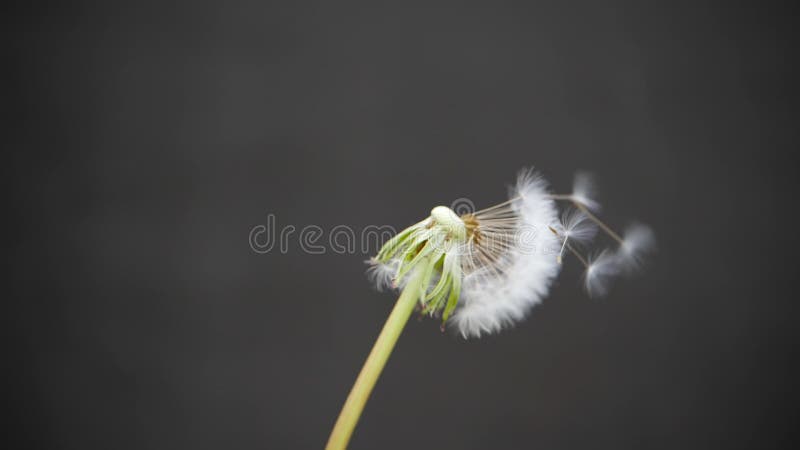 Pissenlit sur un fond gris