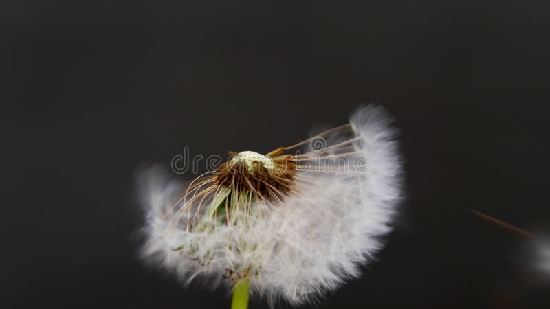 Pissenlit sur un fond gris