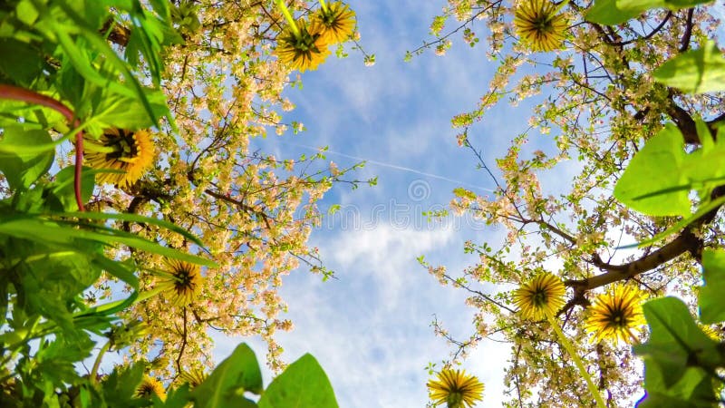 Pissenlits et champ de pommiers de floraison, temps-faute banque de vidéos