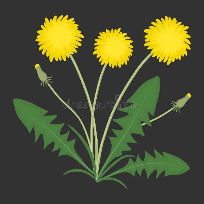 Pissenlits jaunes avec les feuilles vertes sur un fond noir illustration stock Pissenlits jaunes avec les feuilles vertes sur un fond noir illustration stock