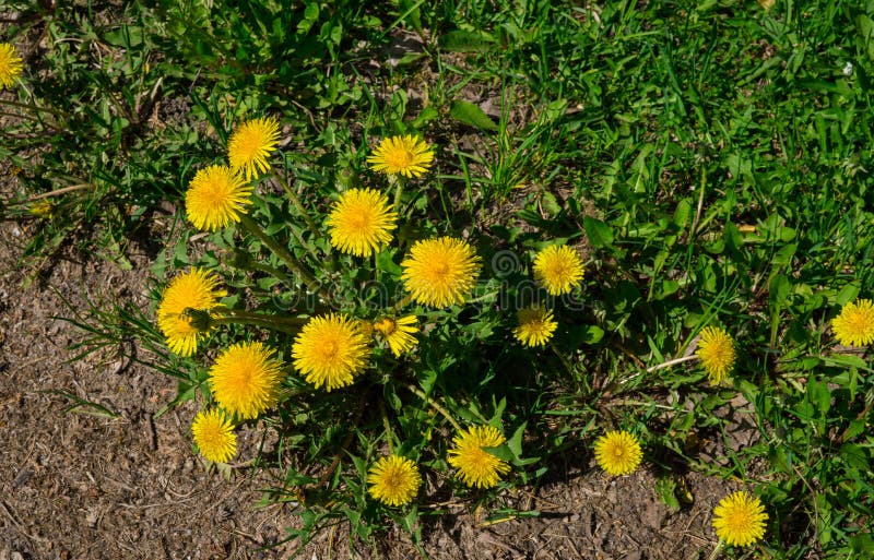Pissenlits jaunes Pissenlits lumineux de fleurs sur le fond des prés verts de ressort image stock Pissenlits jaunes Pissenlits lumineux de fleurs sur le fond des prés verts de ressort image stock