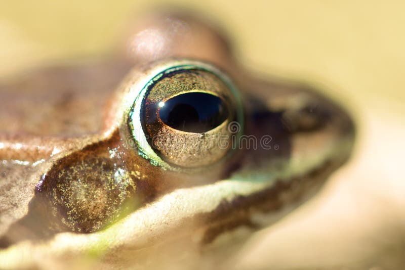 A frog's head with only it's eye in focus. A frog's head with only it's eye in focus.