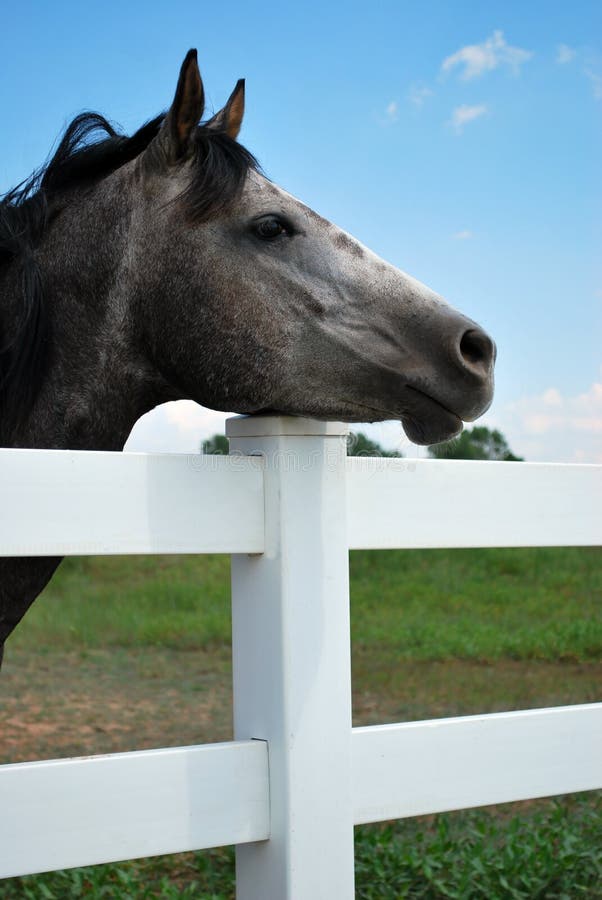 Gray horse rest's it's head on white fence. Gray horse rest's it's head on white fence.