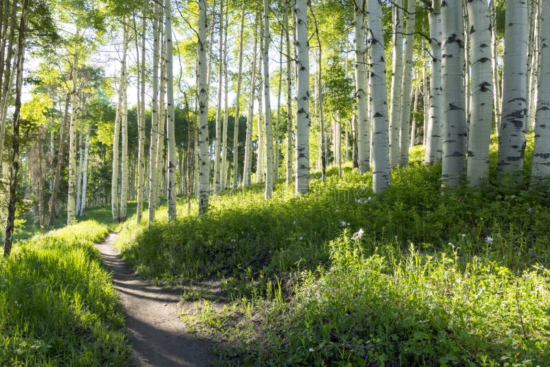 Pista de senderismo hermosa de la montaña a través de Aspen Trees de Vail Colorado imagen de archivo Pista de senderismo hermosa de la montaña a través de Aspen Trees de Vail Colorado imagen de archivo