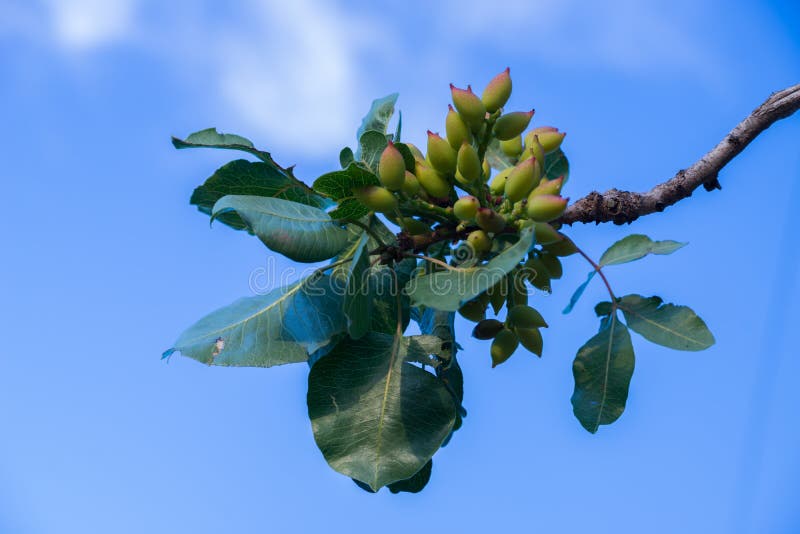 Pistachio Fruit Ripen Pistachios Stock Photo Image of authentic