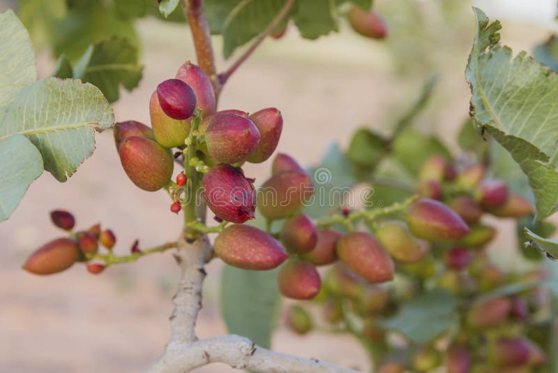 Pistachio Red Fruits Growing on the Tree Stock Image Image of leaves