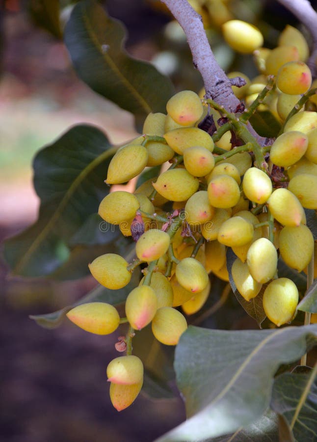 Pistachio tree. stock image. Image of agriculture, outdoors 41848765