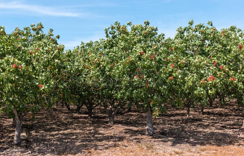 Pistachio tree orchard