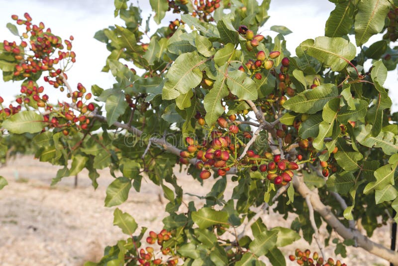 Pistachio Tree with Red Fruits Stock Image Image of growing, culinary