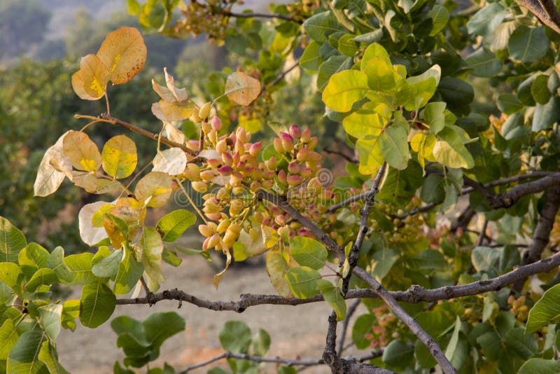 Pistachio tree at sunset in Greece