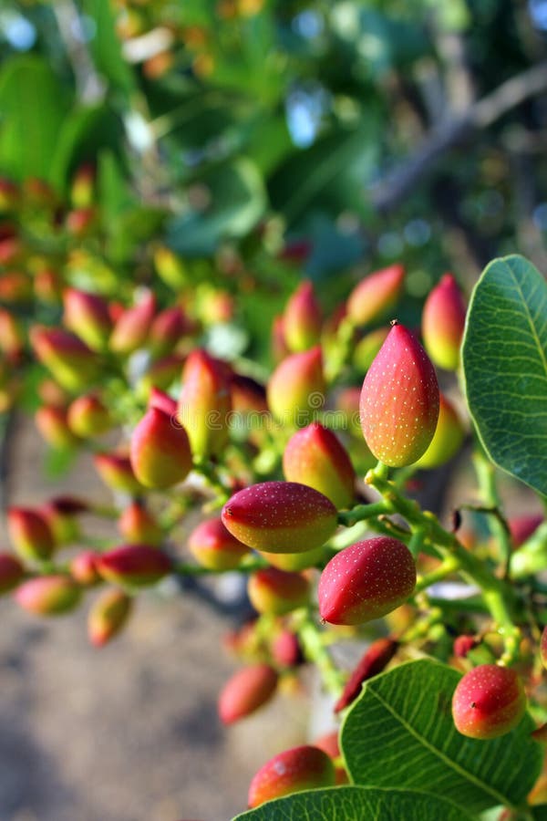 Pistachio Tree stock image. Image of leafs, original 31015903
