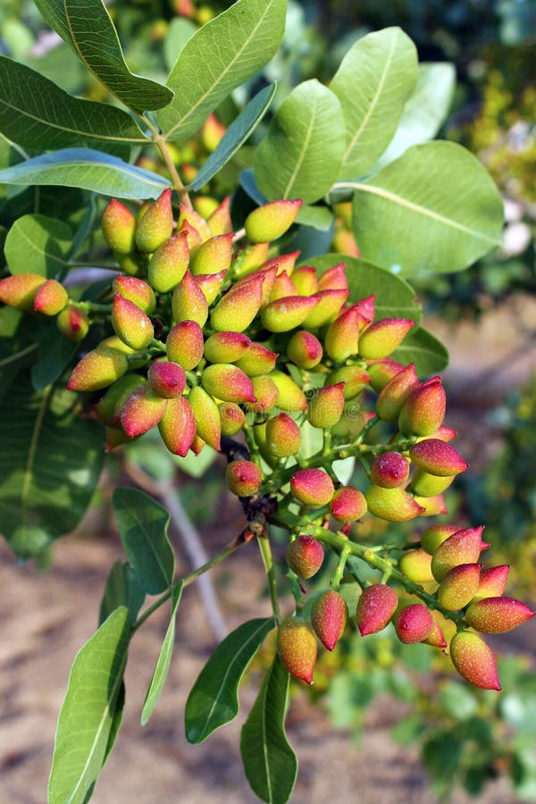 Pistachio Tree stock photo. Image of fresh, island, nuts - 31015940
