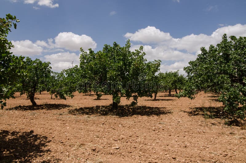 Pistachio Trees, Antep , Turkey Stock Photo Image of plantation, tree