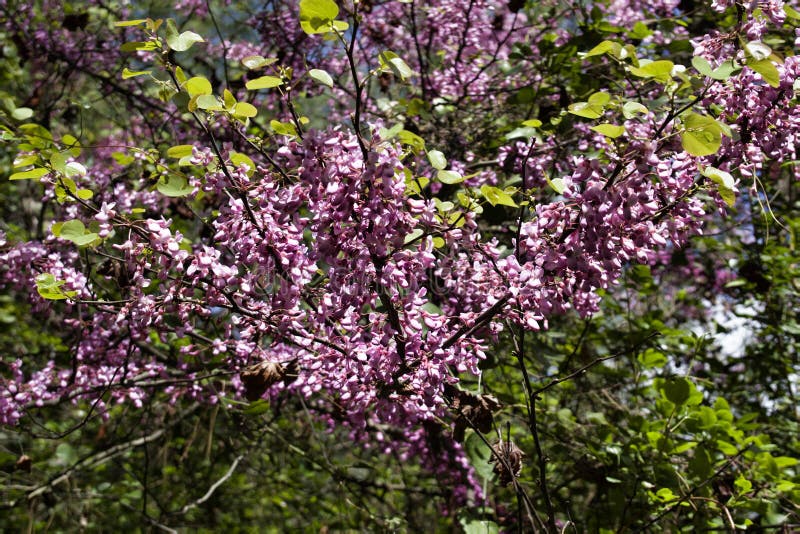 Pistachio, wild nard, turpentine tree, blooms in Taurus mountains