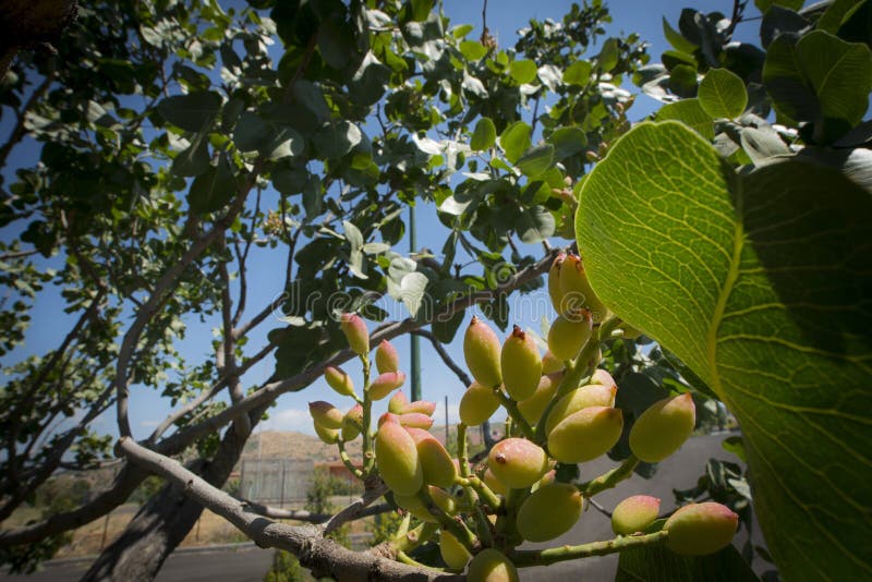 Pistachios Grow on the Tree, Bronte, Sicily. Stock Photo Image of beauty, food 284583074