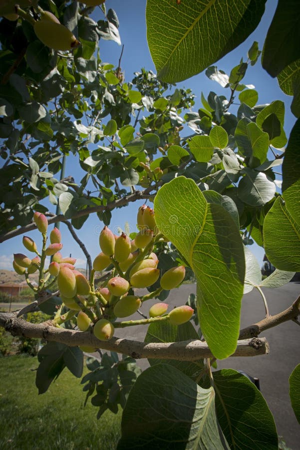 Pistachios Grow on the Tree, Bronte, Sicily. Stock Image Image of fresh, acids 284583125