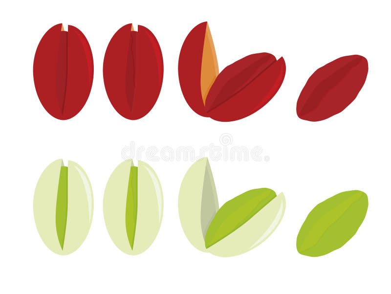 Dyed Pistachios Stock Illustrations 1 Dyed Pistachios Stock