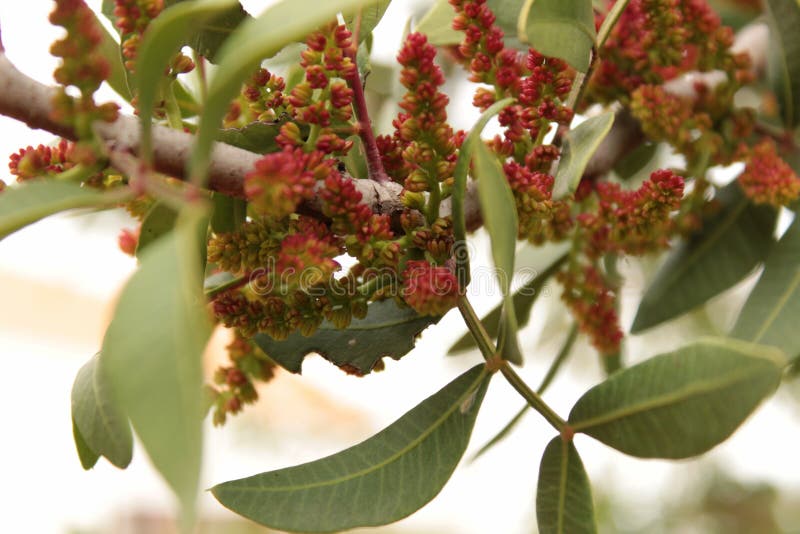 Pistacia Lentiscus L Lentisk Stockbild Bild von strauch