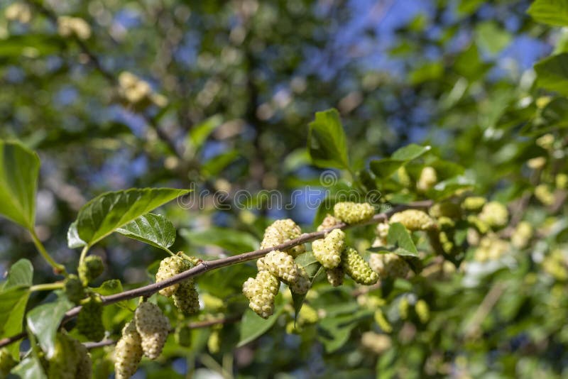 Pistani mulberfruktträd med organiska mullbär arkivbilder