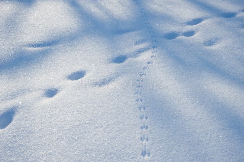 Animal tracks and shadows from the trees in a midwest winter scene. Animal tracks and shadows from the trees in a midwest winter scene.