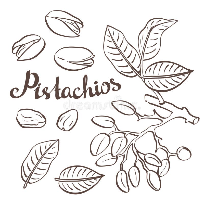 Pistaschmuttrar med sidor och pistaschträdet royaltyfri illustrationer Pistaschmuttrar med sidor och pistaschträdet royaltyfri illustrationer