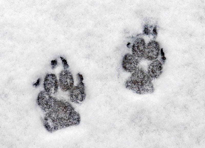 Piste in neve immagine stock Piste in neve immagine stock