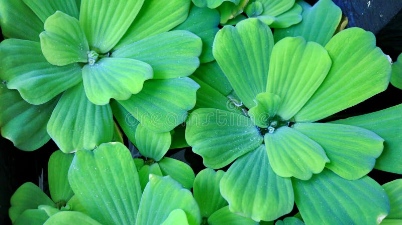 Pistia stratiotes, is often called water cabbage, water lettuce stock photography Pistia stratiotes, is often called water cabbage, water lettuce stock photography