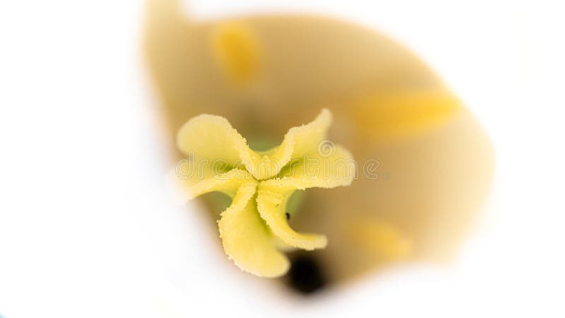 Pistil D'une Tulipe Blanche Avec Le Pollen Jaune Photo stock - Image du  beauté, fermer: 178901676