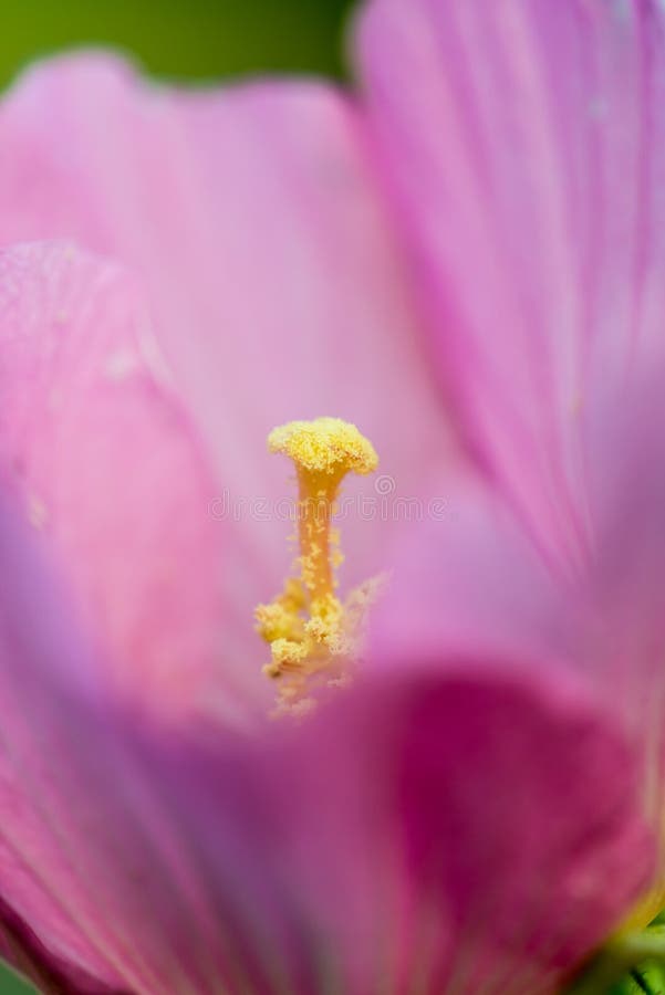 Pistil in a flower stock photo. Image of head, macro 34200502