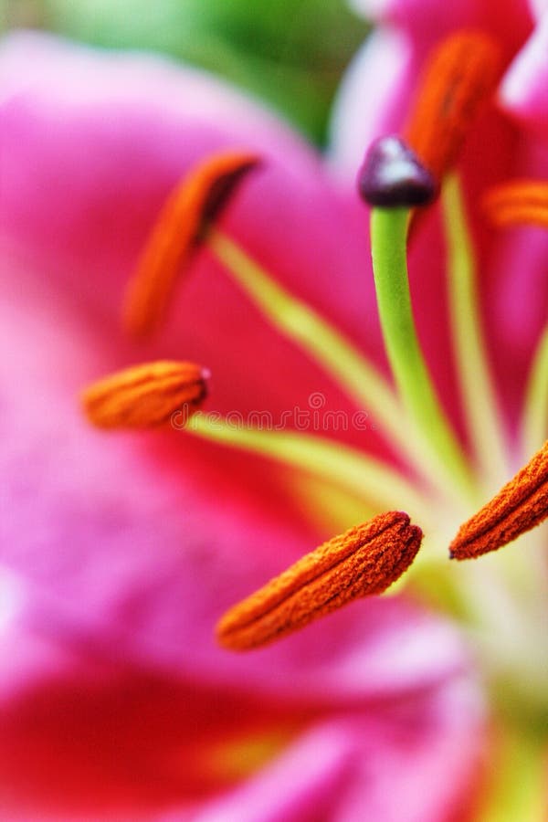 Pistol and stamen stock image. Image of allergy, organ 42999373