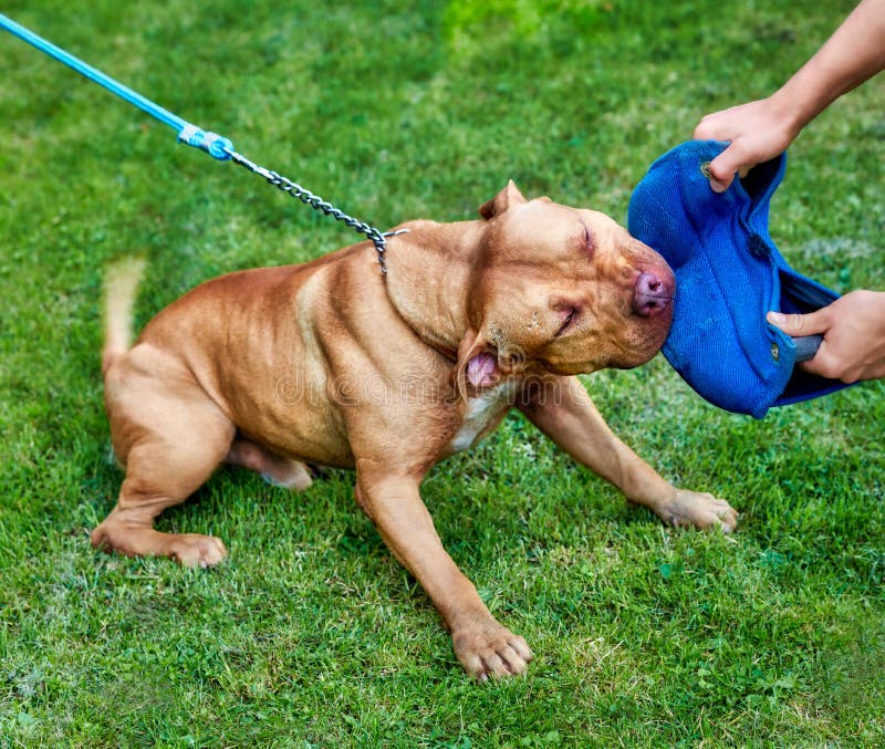 american pitbull attacks