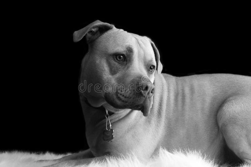 raging bull black and white raging bull black and white
