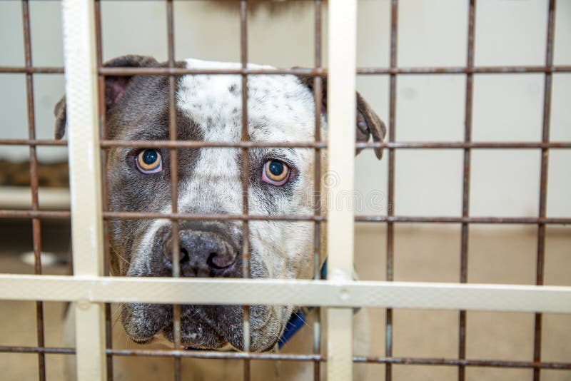 Pit Bull Dog In Kennel am Schutz lizenzfreies stockbild Pit Bull Dog In Kennel am Schutz lizenzfreies stockbild
