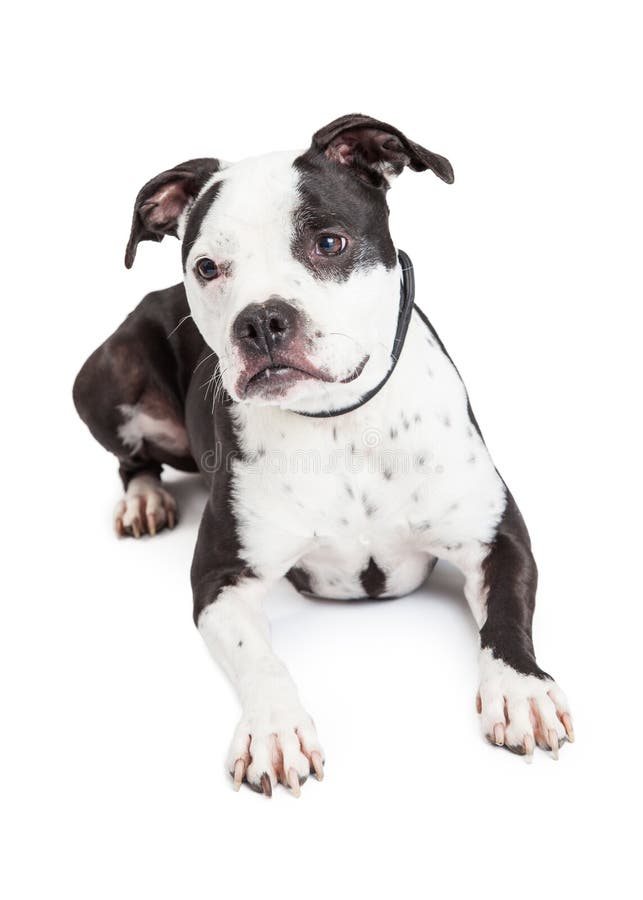 Pit Bull Dog Laying preto e branco foto de stock Pit Bull Dog Laying preto e branco foto de stock