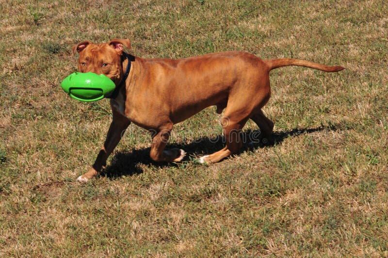 Pit Bull Playing With A Ball Stock Photo Image of brown, rotweiller