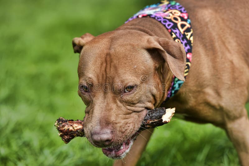 Pit Bull Plays With A Stick Stock Image Image Of Bull Friendly 121206727