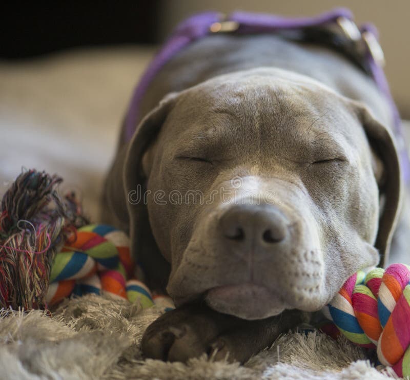 Red Bull Careers >> Sleeping Pit Bull Puppy stock photo. Image of pitbull ... Red Bull Careers >> Sleeping Pit Bull Puppy stock photo. Image of pitbull ...