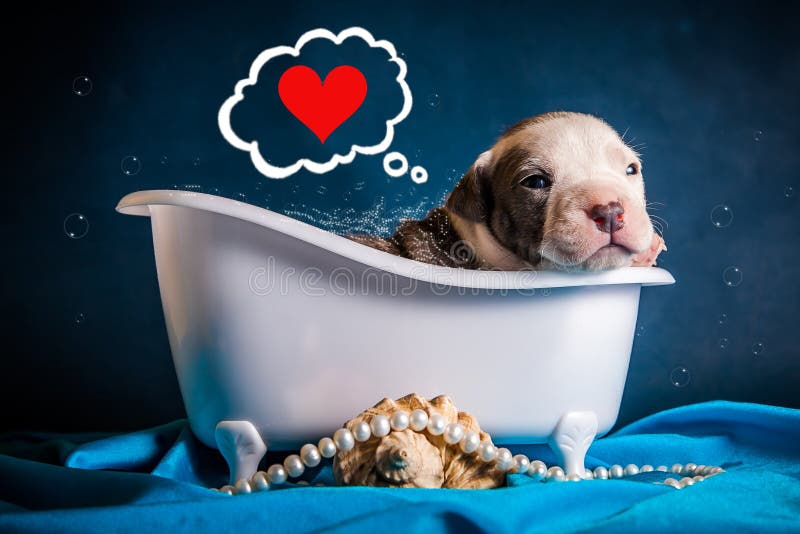 Pit Bull Puppy Wash in Bath with Foam and Think about Love Stock Image