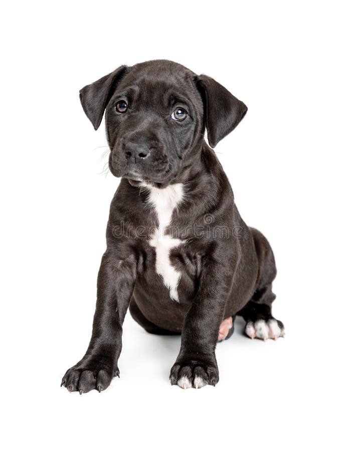 Pit Bull Terrier Crossbreed Puppy Negro Lindo Imagen De Archivo Imagen De Lindo Perro Pit Bull Terrier Crossbreed Puppy Negro Lindo Imagen De Archivo Imagen De Lindo Perro