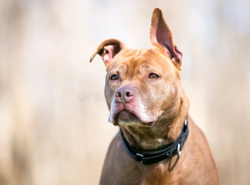 Puppy Husky Pitbull Cross Breed A Pit Bull Terrier Dog With Floppy