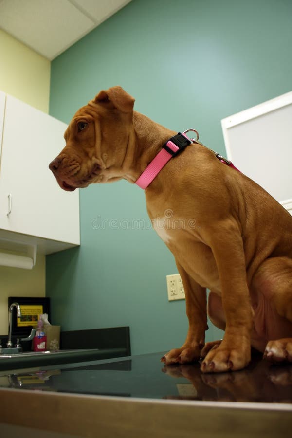 Pit bull at vet stock photo. Image of bull, pedigreed 14873602