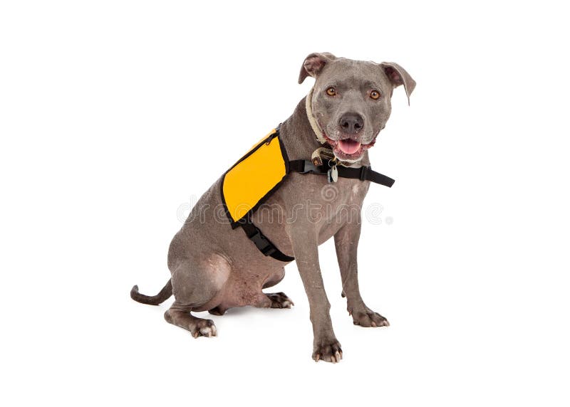Pit Bull Wearing Yellow ServiceVest Stock Afbeelding Image of schot