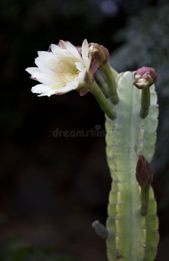 Pitaya Cactus with White Blooming Flower and Dark Open Background Stock  Image - Image of dark, orange: 168390549