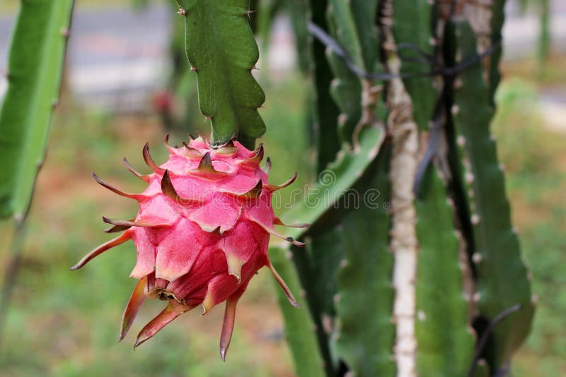 The Pitaya fruit