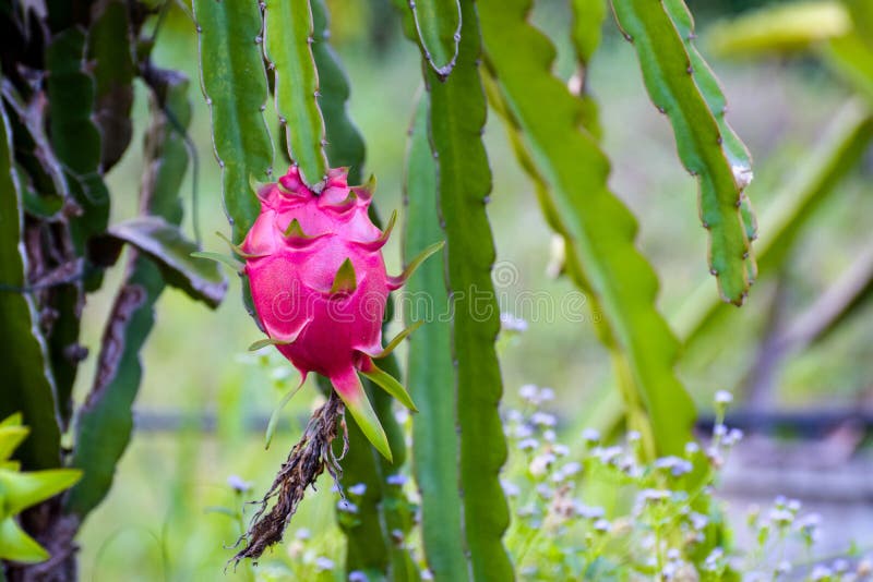 A pitaya or pitahaya,the fruit of several different cactus species indigenous to the Americas,The dragon fruit is cultivated in