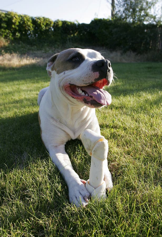 Pitbull photo stock. Image du rawhide, crabot, jouet, accouplement 1488586