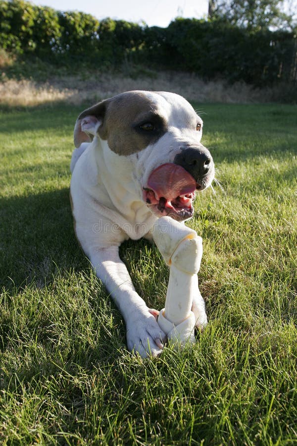 Pitbull image stock. Image du ensoleillé, rawhide, accouplement 1488589