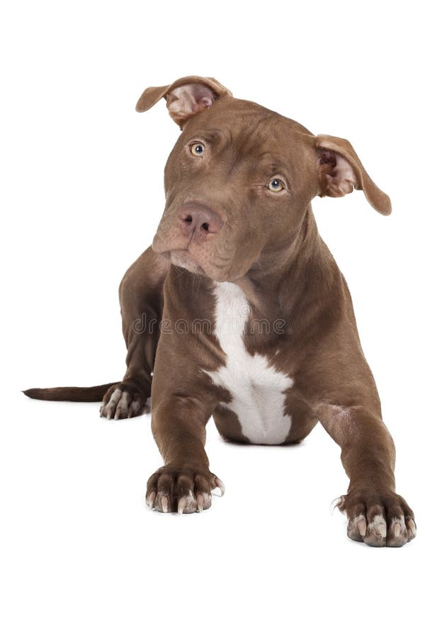 Pitbull De Race De Chien Photo Stock Image Du Intense