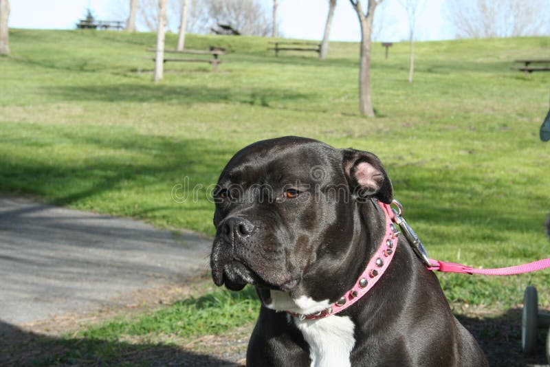 Pitbull Dog stock photo. Image of playground, forest 14033498