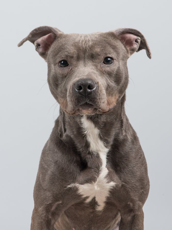 Pitbull dog portrait